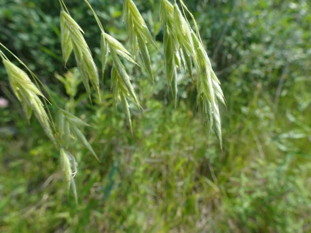 Wild chess, In flower