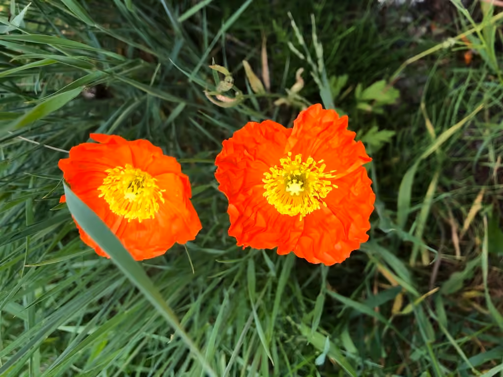 Pavot d'Islande, En fleurs