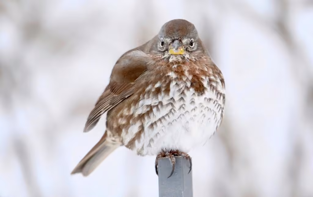 Fox Sparrow, photo 3 of 5