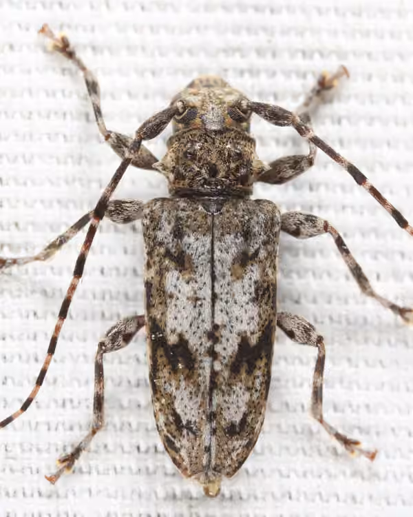 Modest long-horned beetle, photo 1 of 5