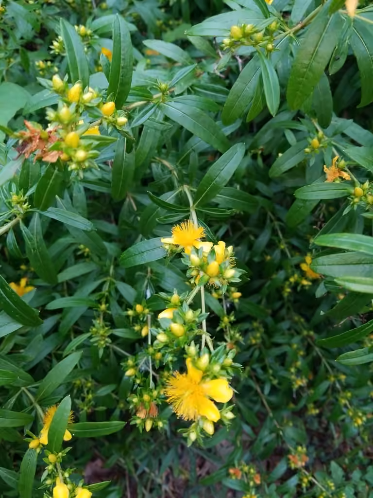 Shrubby St. Johnswort, photo 1 of 5