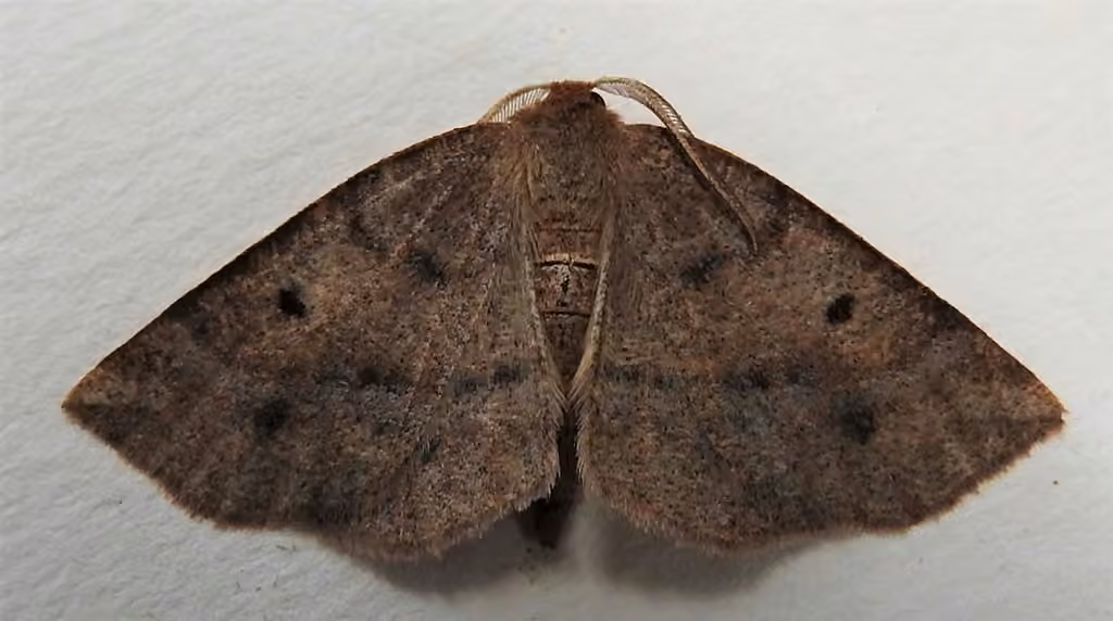 Ruddy Metarranthis Moth, photo 2 sur 5