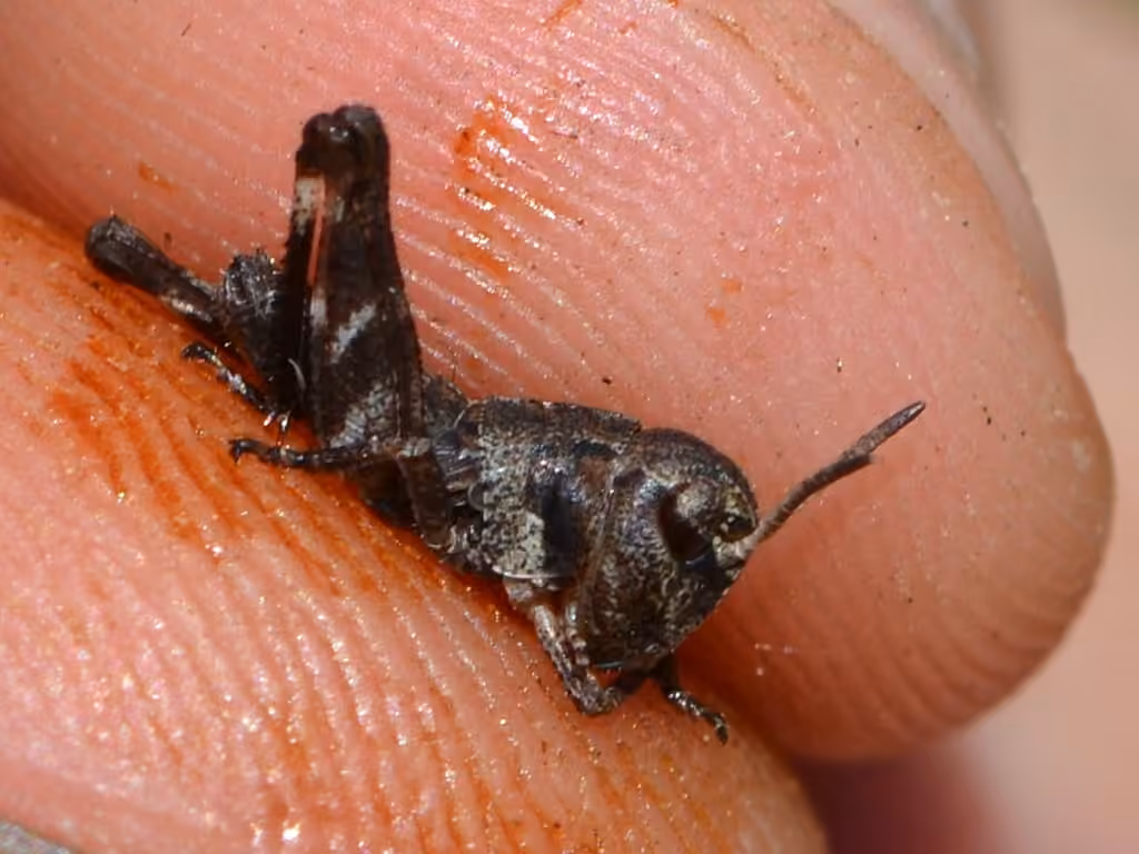 Criquet pellucide, Nymphe