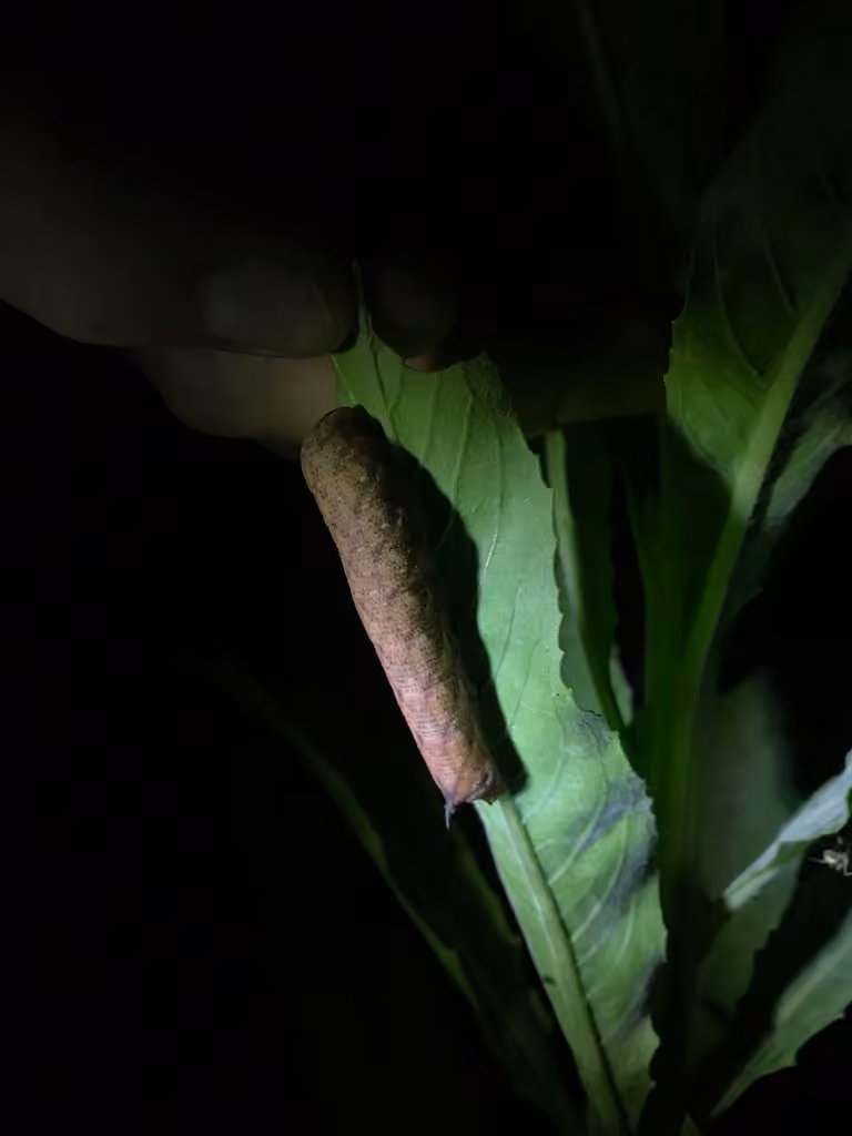 Nessus Sphinx, Caterpillar