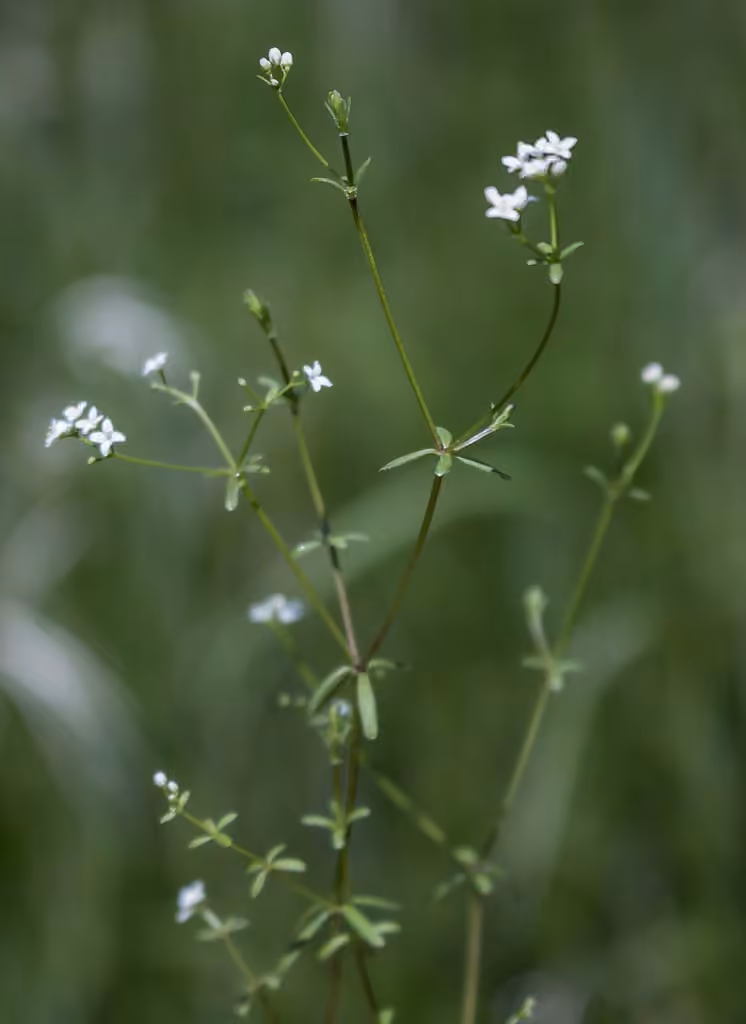 Northern bog bedstraw, In flower