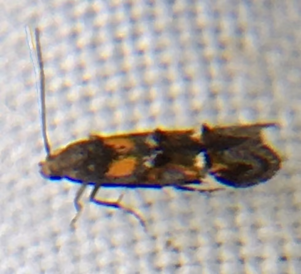 Little Cosmet, photo 3 of 5