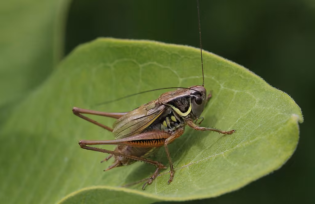 Decticelle bariolée