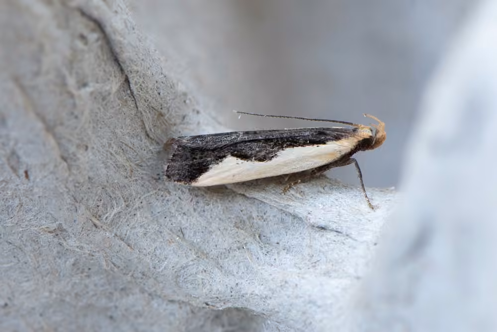 Indented Dichomeris Moth, photo 3 of 5