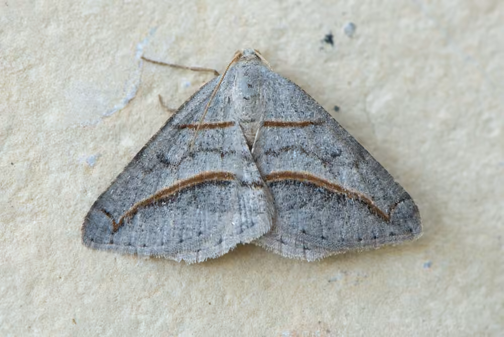 Yellow-lined Angle, Adulte