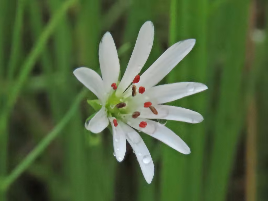 European chickweed, In flower