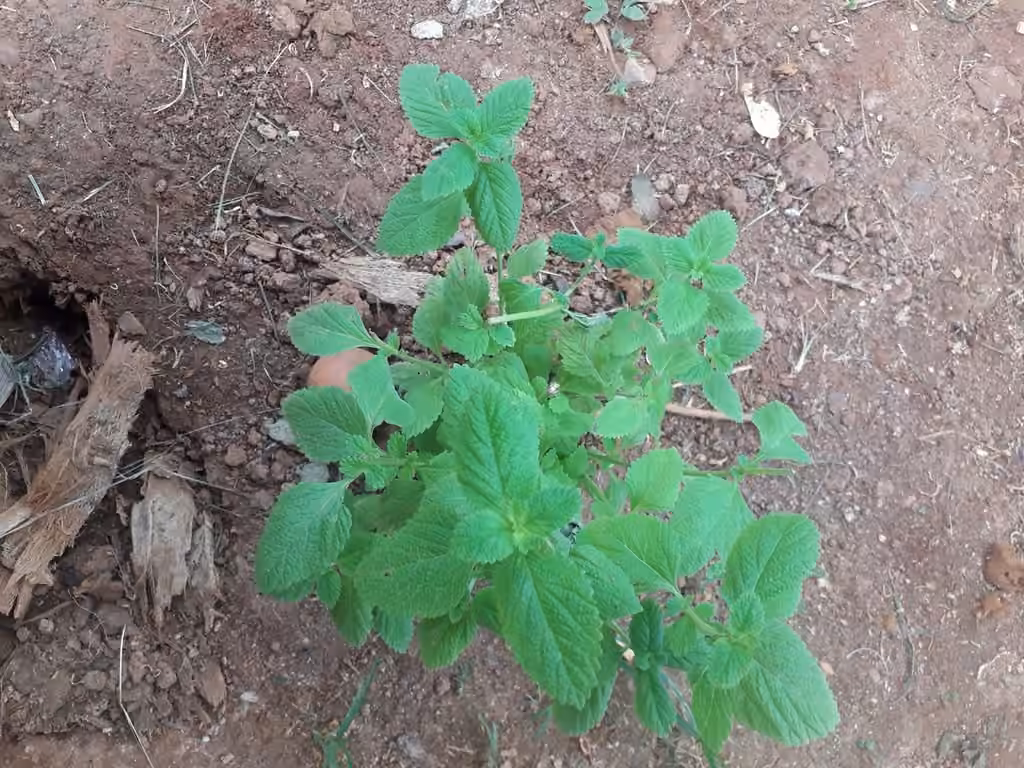 Menthe à feuilles rondes, Sans fleurs ni fruits