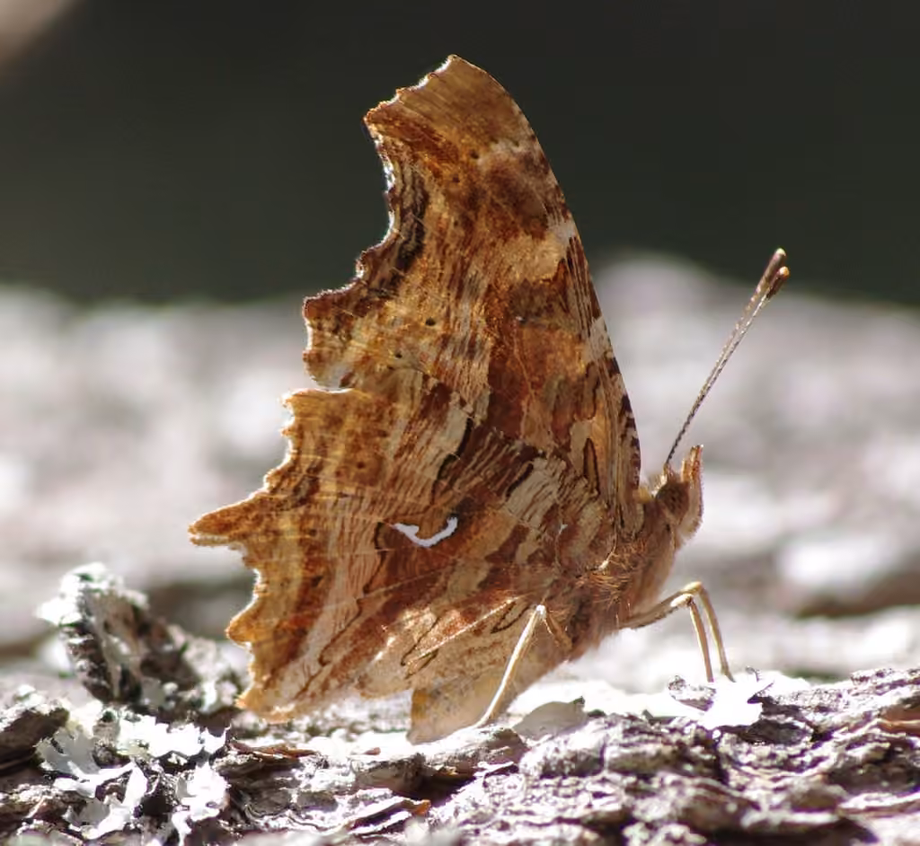 Polygone satyre, photo 1 sur 5