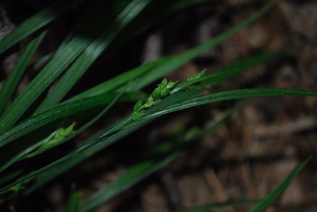 Carex digital, photo 3 sur 5