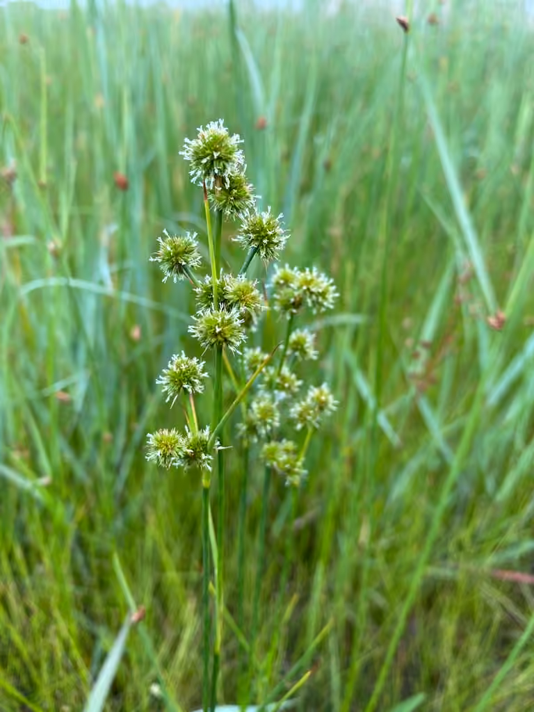 Canadian rush, In flower