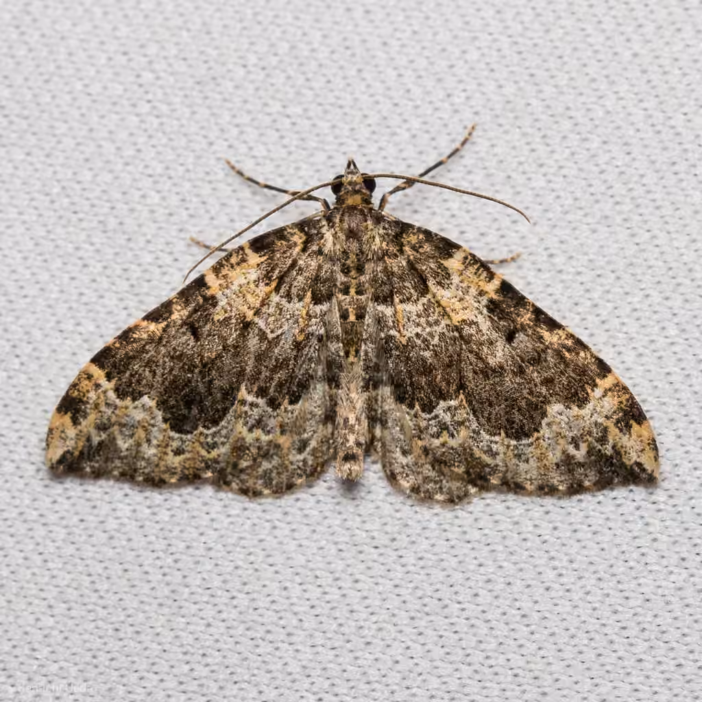 Black-banded Carpet, photo 1 sur 5