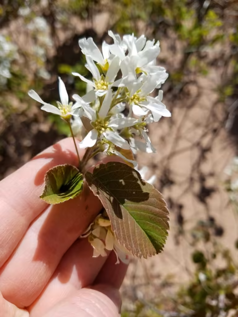Huron serviceberry