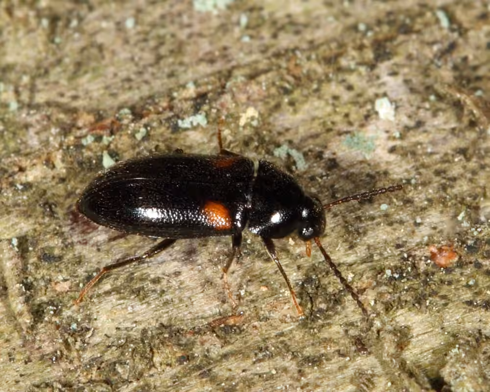 Fraternal Darkling Beetle, photo 3 of 5