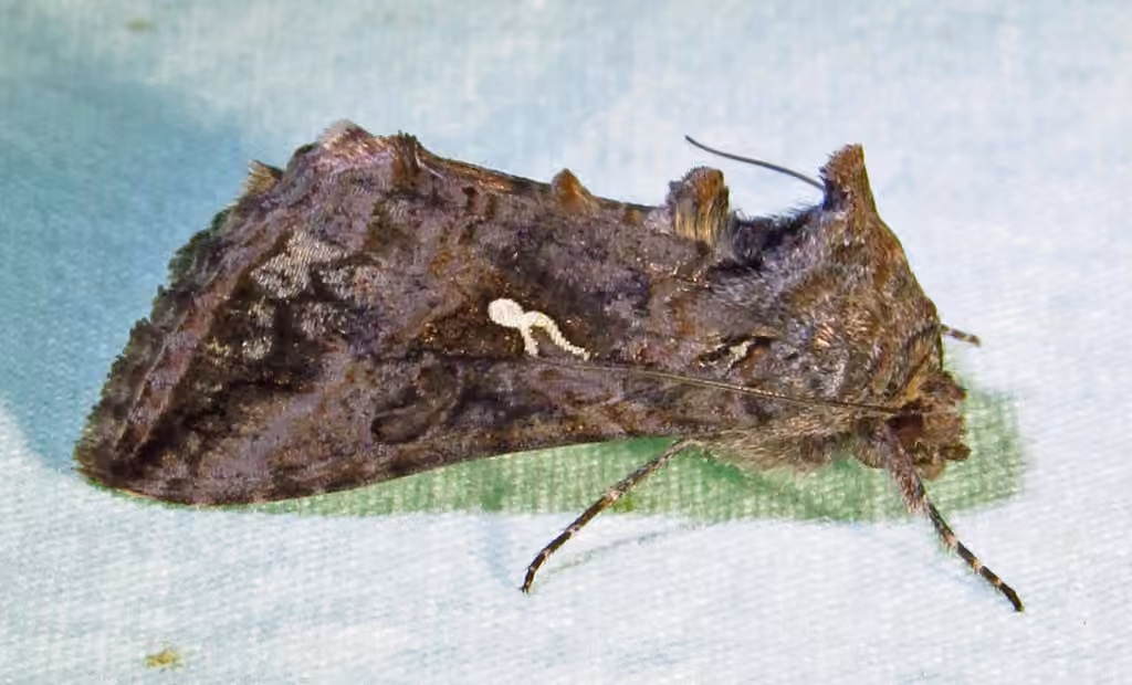 Gray Looper Moth, photo 3 of 5