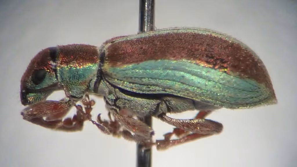 Weevil, photo 3 of 5