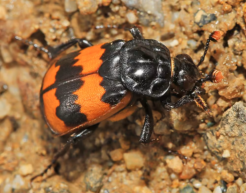 Nécrophore au thorax décoré, photo 3 sur 5
