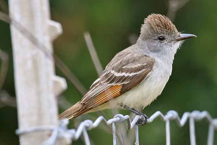 Ash-throated Flycatcher, photo 3 of 5
