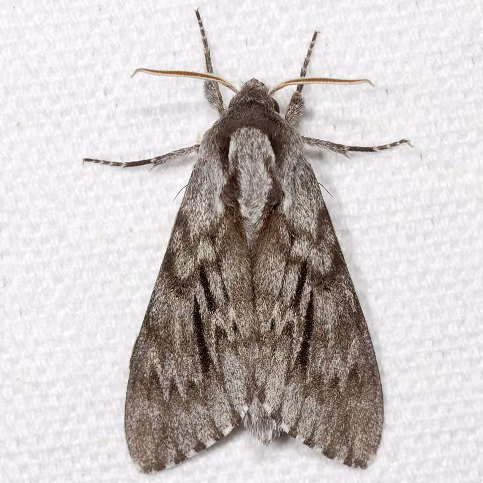 Northern Pine Sphinx, photo 1 of 5