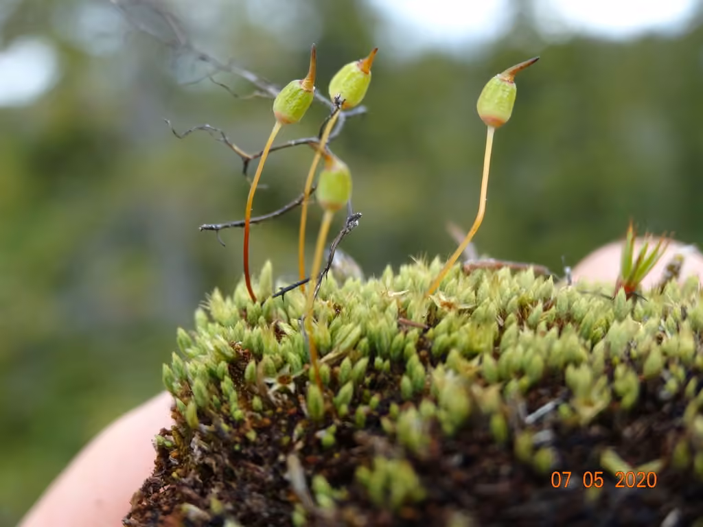 Helmet-moss, photo 3 of 5