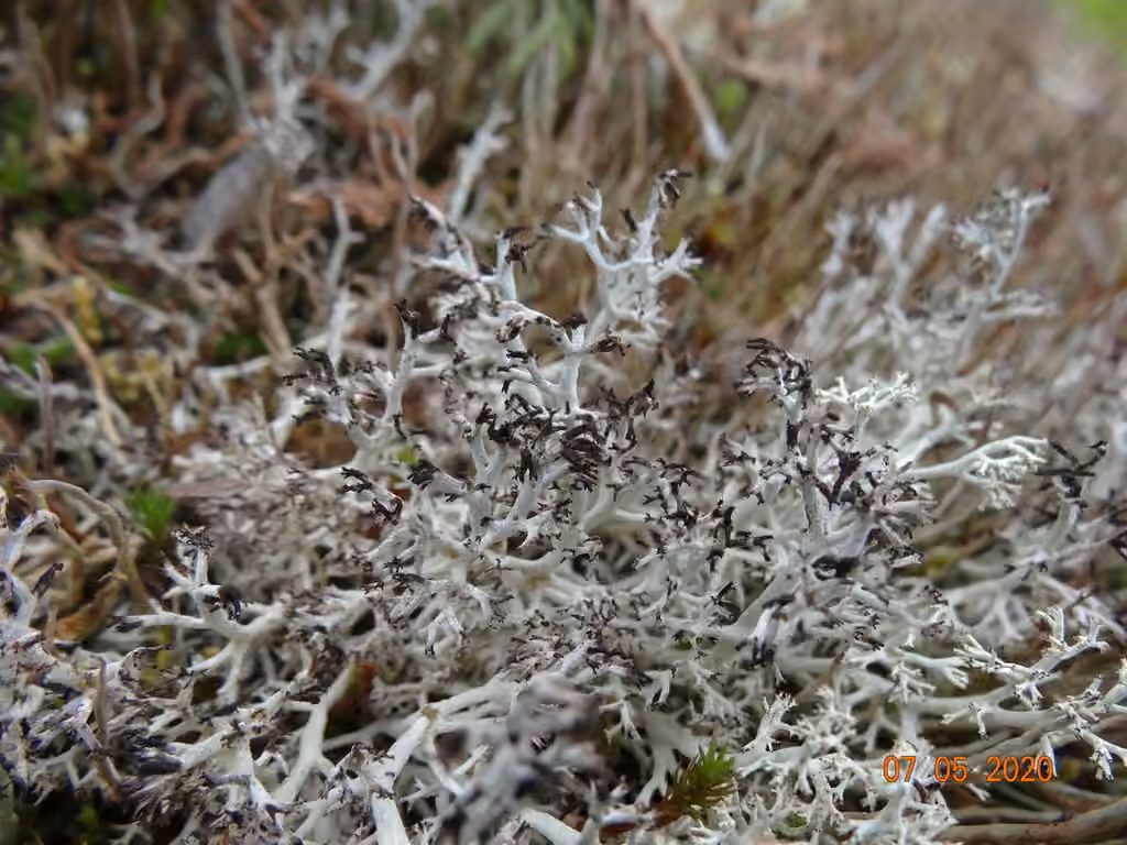 Cladonie ciliée, photo 3 sur 5