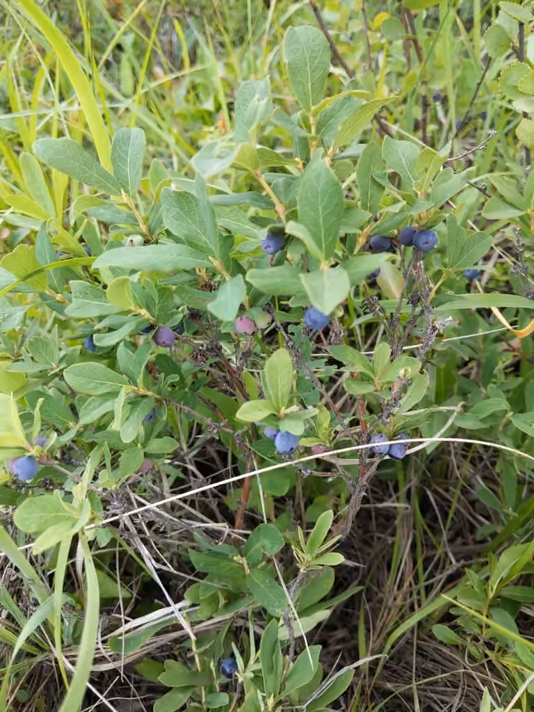 Chèvrefeuille à fruits bleus, En fruits