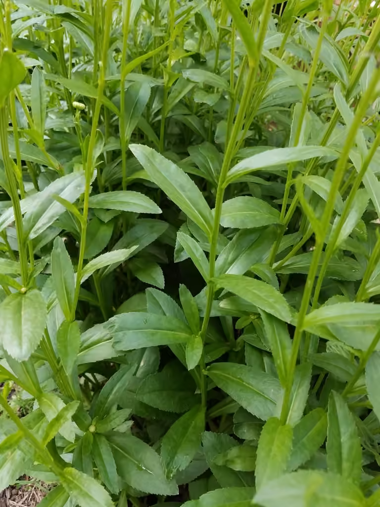 Max chrysanthemum, Flower buds