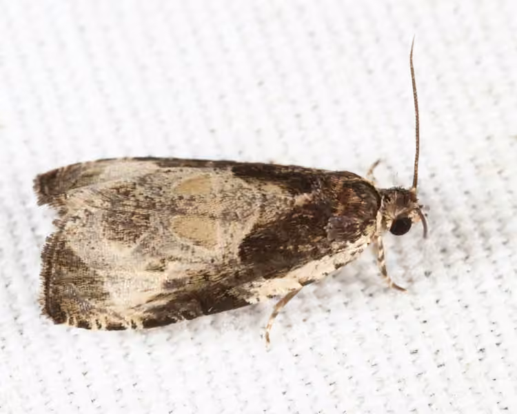 Bunchberry Leaffolder Moth, Adult