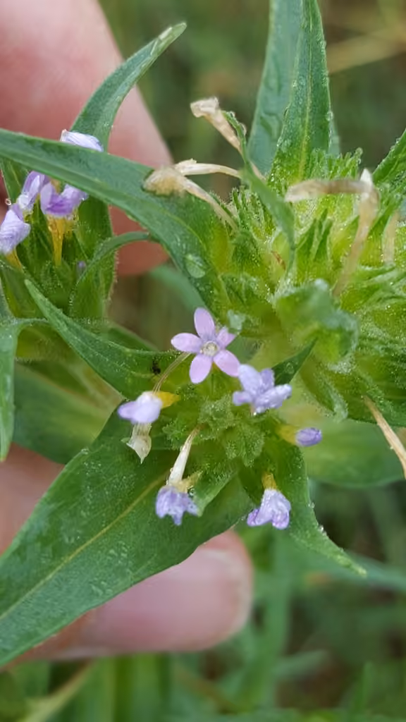 Tiny trumpet, In flower