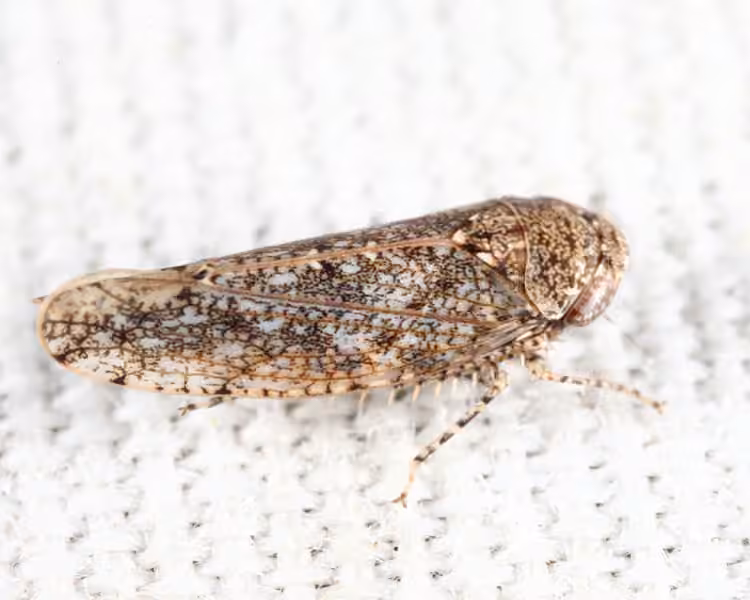 Bespeckled Leafhopper, Nymph