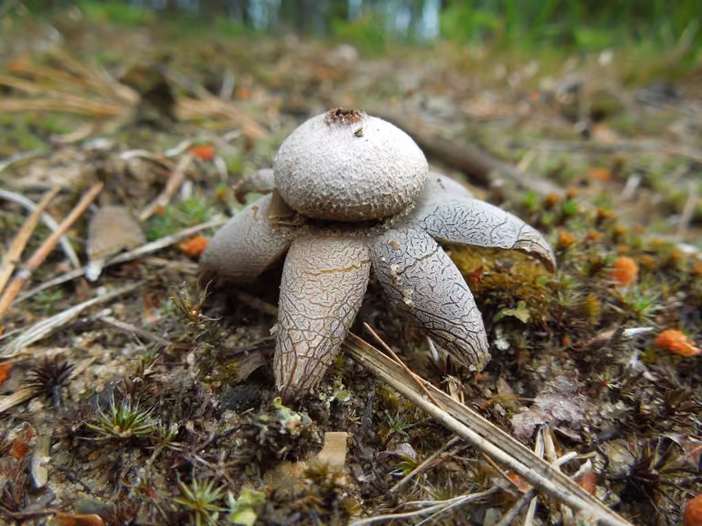 Smith's earthstar, photo 2 sur 5