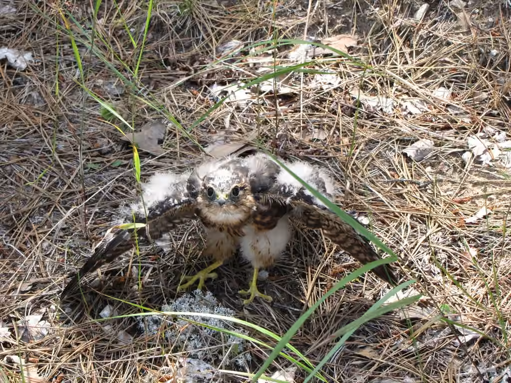 Merlin, Juvenile