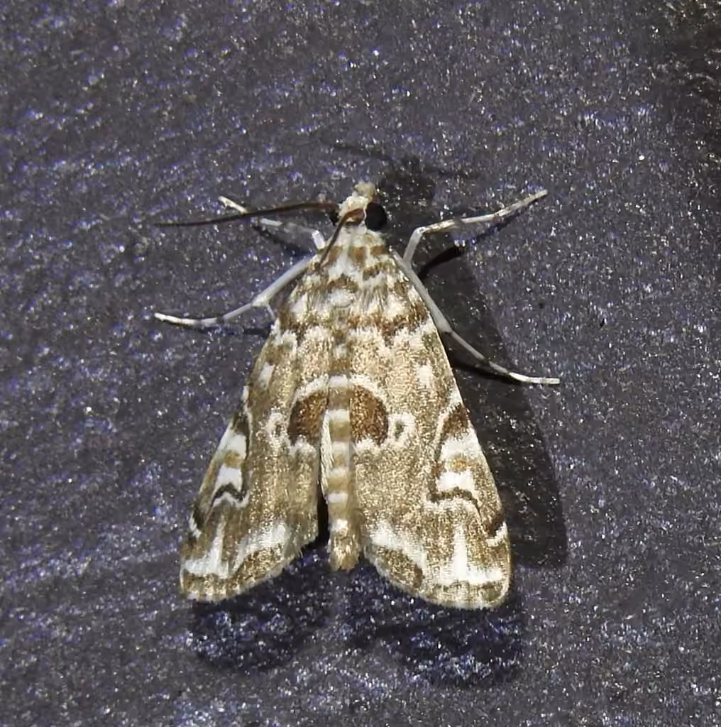 Waterlily Borer Moth, Mâle