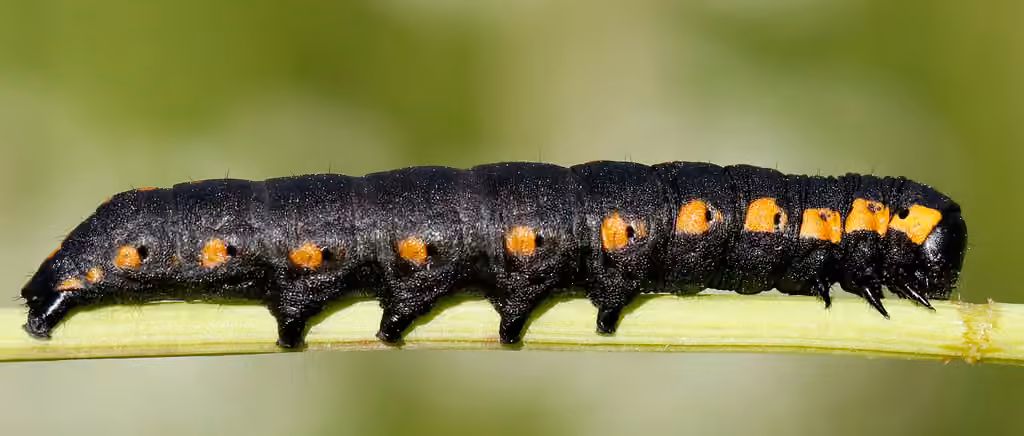 Cucullie de la verge d'or, Chenille