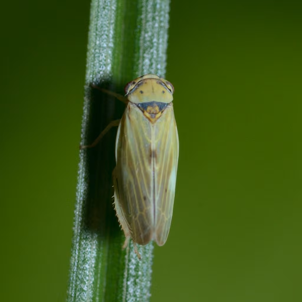 Agalliopsis ancistra, Adulte