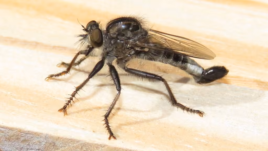 Northeastern Hammertail
