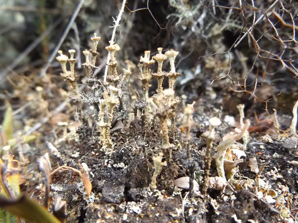 Slender Ladder Lichen, photo 1 of 5