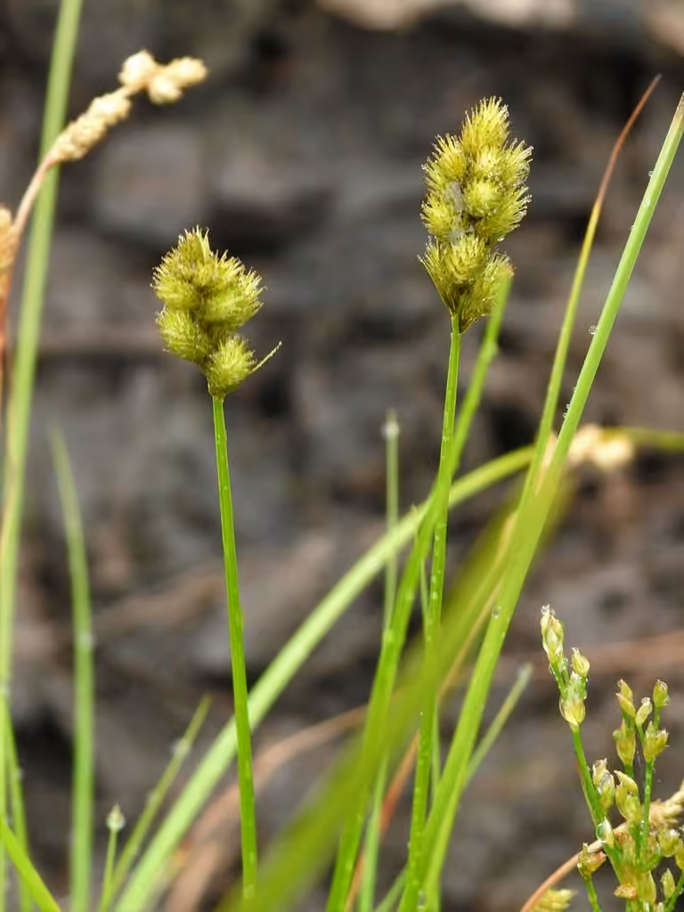 Carex de Bebb, photo 3 sur 5