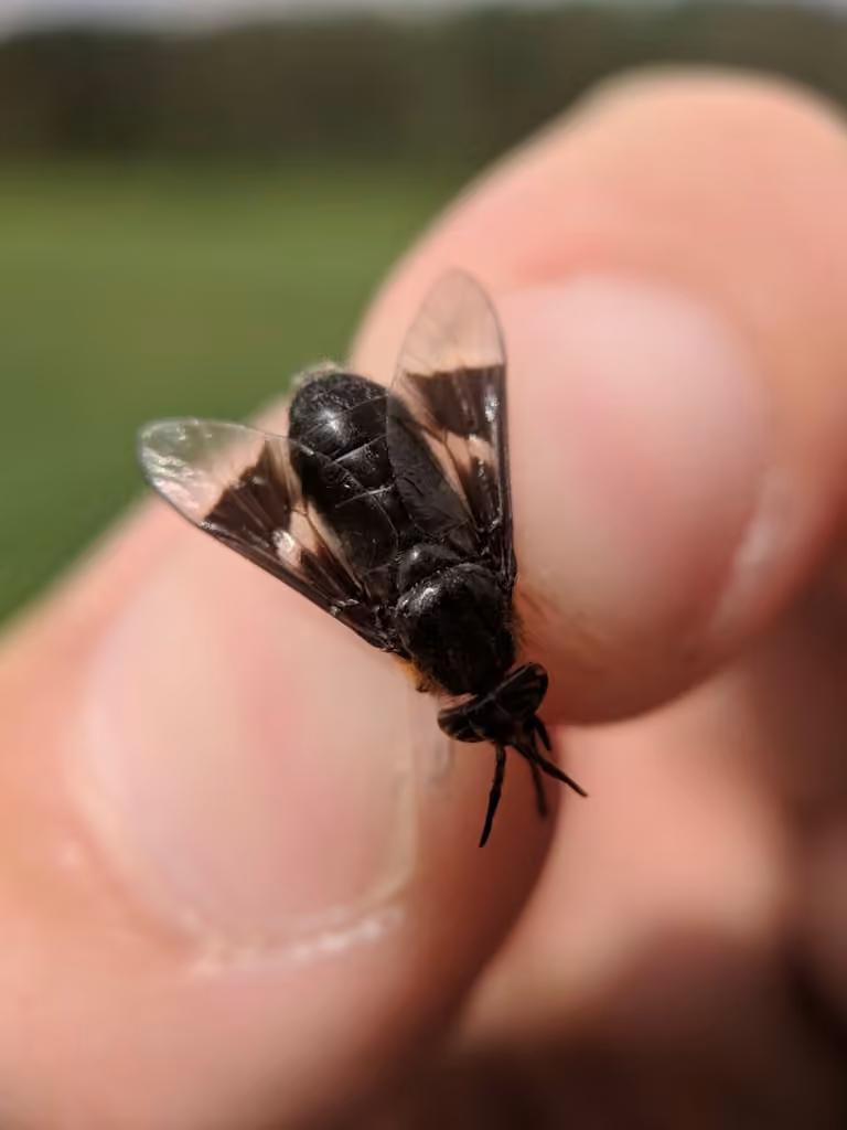 Ring-clawed Deer Fly, photo 1 of 5