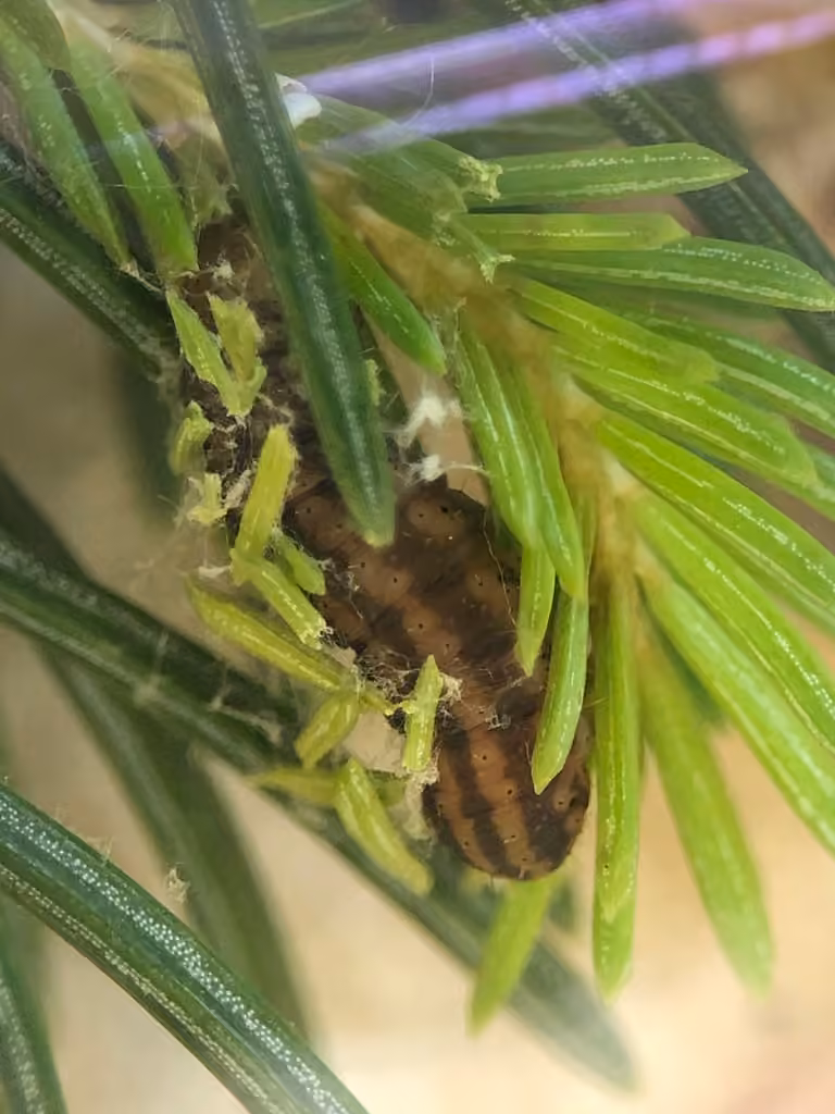 Pale-winged Idia Moth