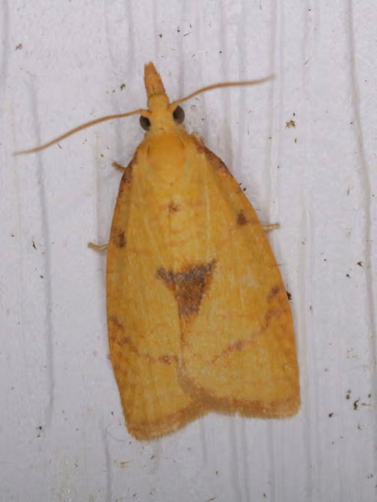 White-tailed Fruitworm