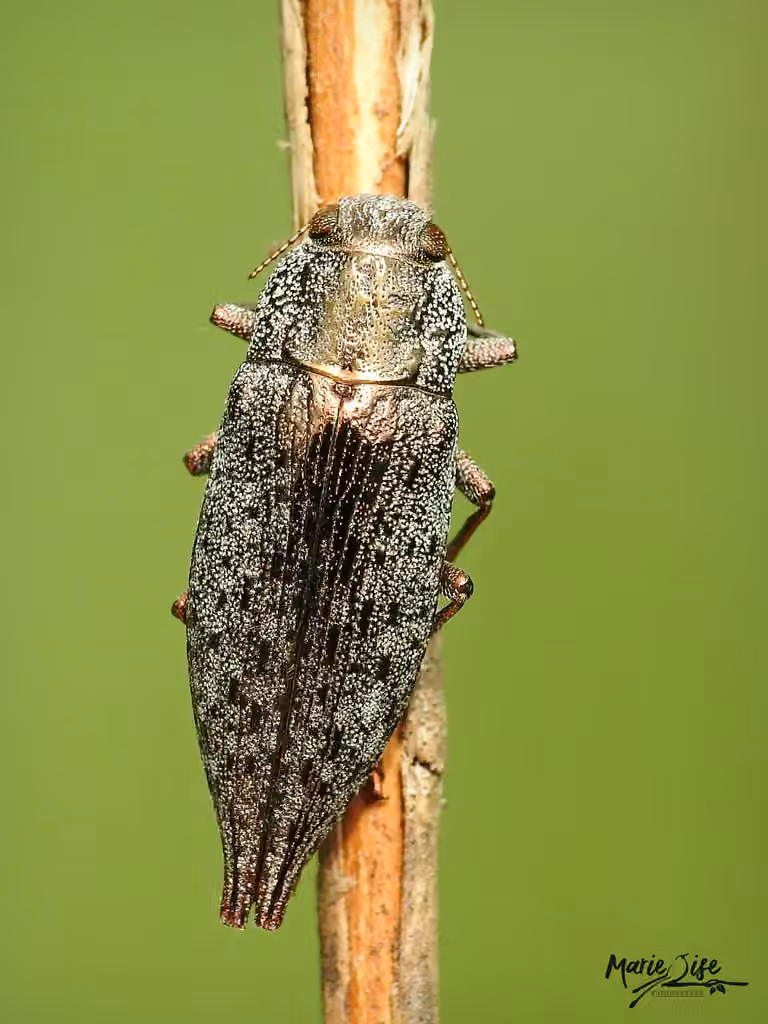 Flat-headed Poplar Borer
