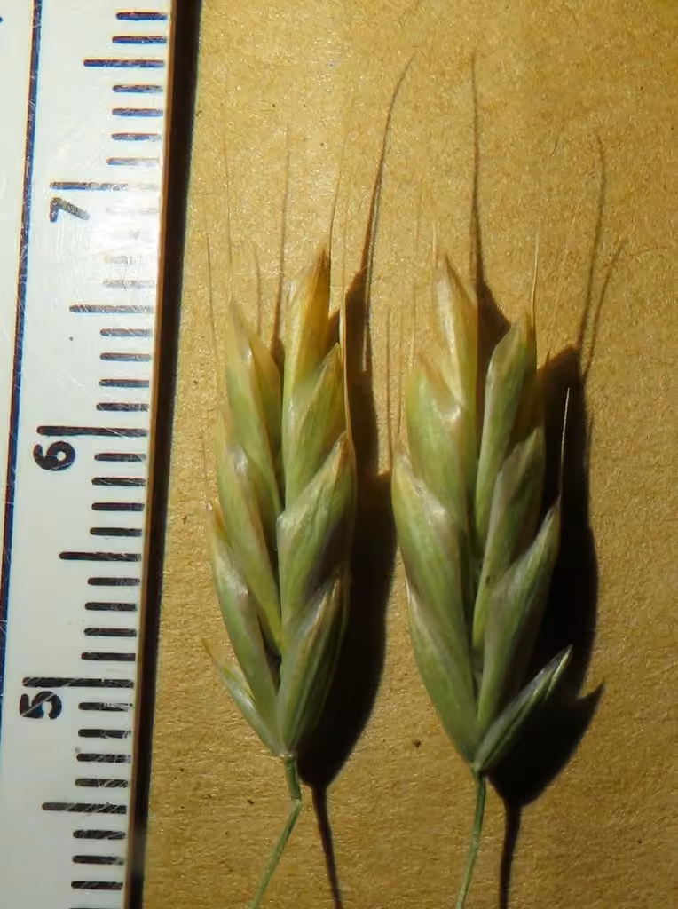 Rye brome, In fruit