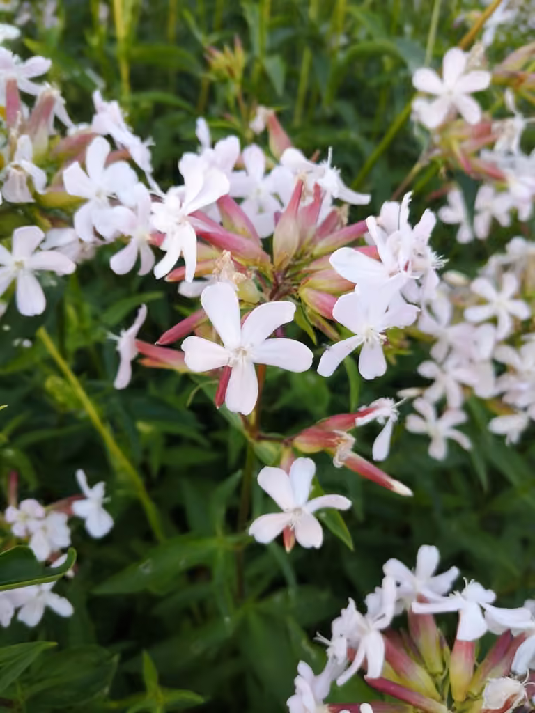 Saponaire officinale