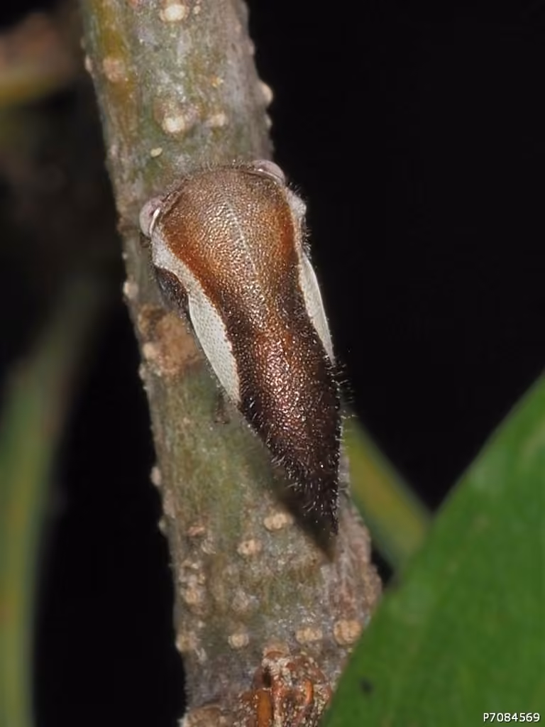 Ophiderma flavicephala, photo 3 sur 5