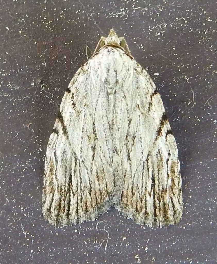 Three-lined Balsa Moth, photo 2 of 5