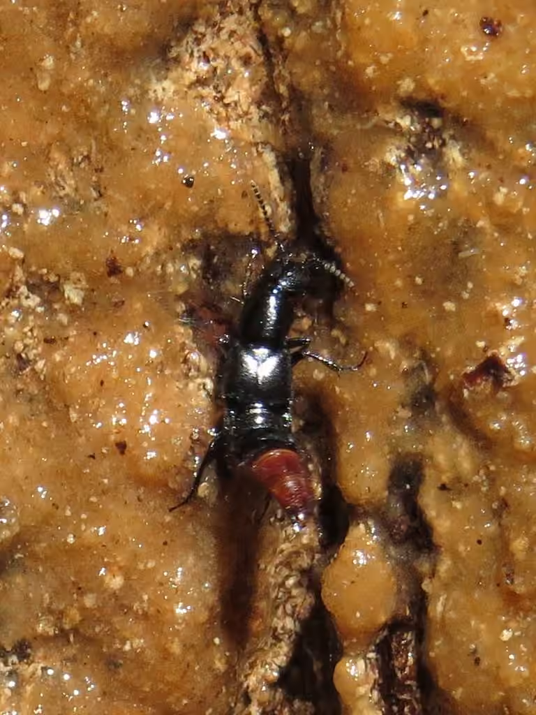 Staphylin apical, photo 2 sur 5